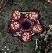 Nest