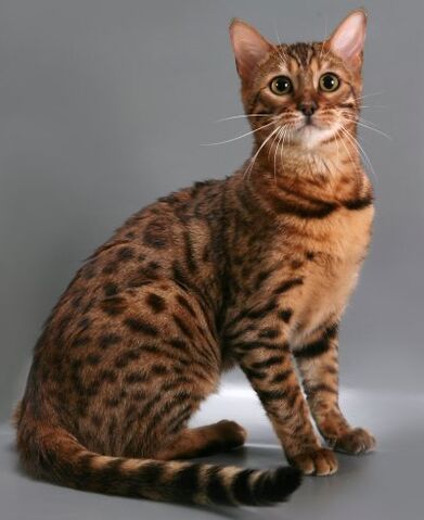 Файл:Photo-bengal-cats-09-.jpg