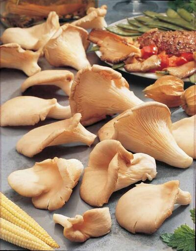 Kit champignon pleurote r09600952499 0