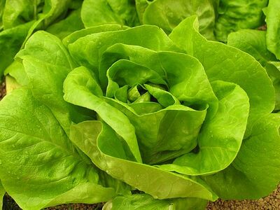 3.bouquet.de.salade.laitue.jpg