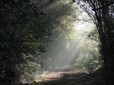Autumn Sunshine