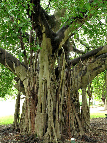 File:Botanical Gardens2.jpg