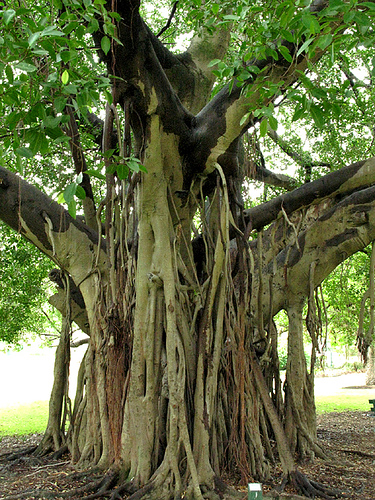 Botanical Gardens2