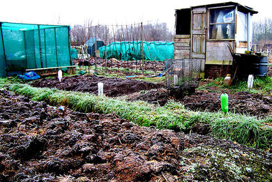 Allotment and shed
