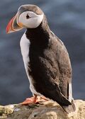 428px-Puffin2