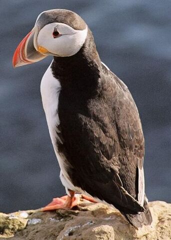 File:428px-Puffin2.jpg