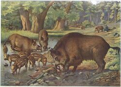 Wildschweine