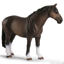Hanoverian Stallion