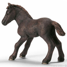 Camargue Foal