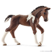 Trakehner Foal