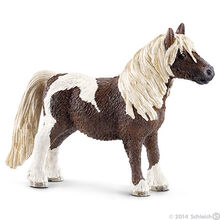 Shetland Gelding