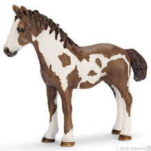 Pinto Yearling