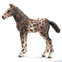 Knabstrupper Foal