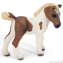 Falabella Foal