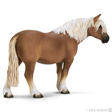 Haflinger Horse