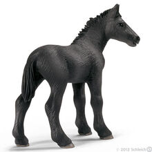 Percheron Foal