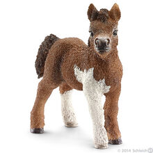 Shetland Foal-0