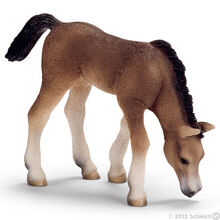 Arabian Foal, grazing