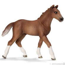 Hanoverian Foal-0