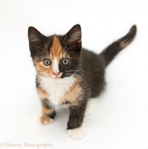 File:Me as a kitten.jpg