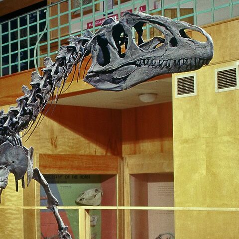 File:Big Al Cropped.jpg