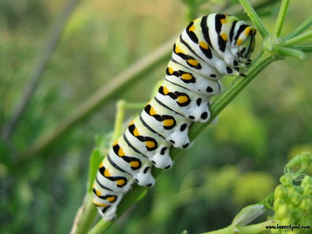 File:6. Caterpillar (Gluttons).jpg