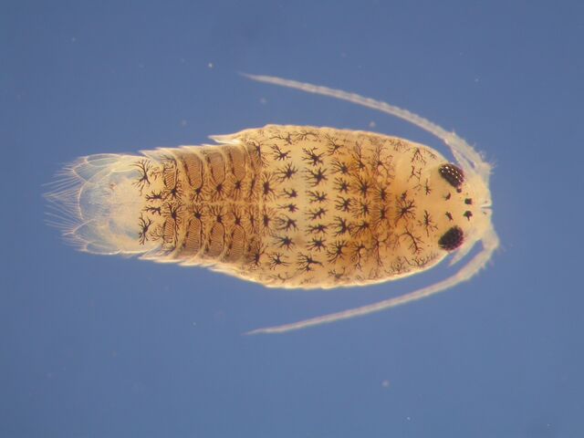 File:Sea Louse.jpg