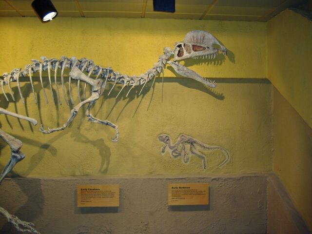 File:Dilophosaurus Skeleton.jpg