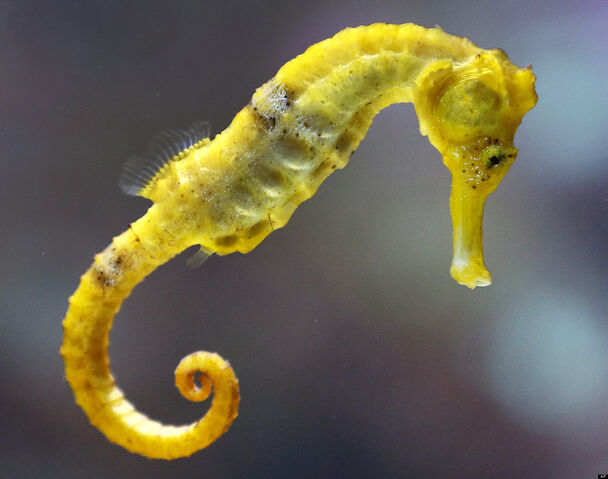 File:Sea Horse.jpg