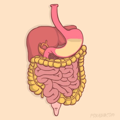 File:Yummy Donut.gif