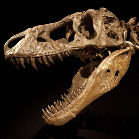 File:Tarbosaurus skeleton Cropped.jpg