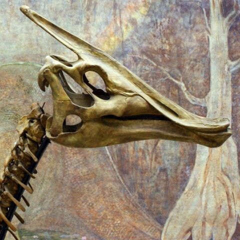 File:Saurolophus skeleton Cropped.jpg
