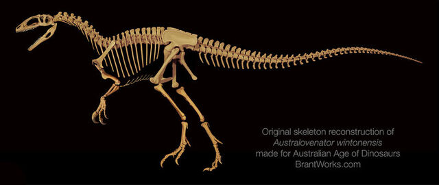File:Australovenator skeleton.jpg