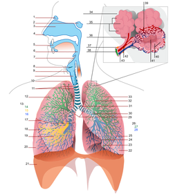 Systems-Respiratory-wik
