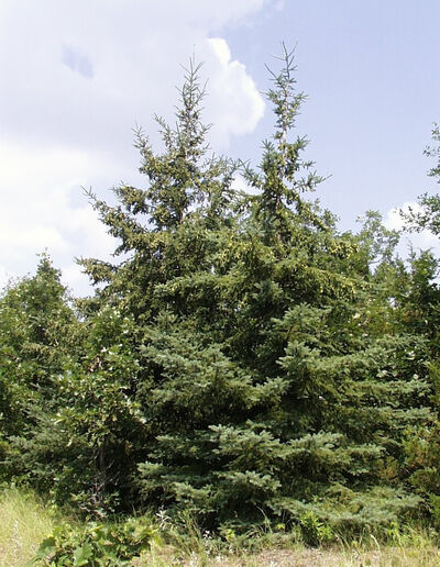Picea glauca