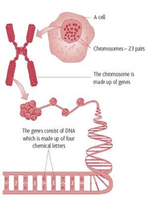 Genetics-Gen-03-goog.jpg