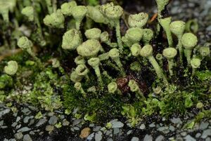 Lichen-01-goog.jpg