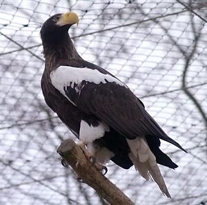 Riesenseeadler