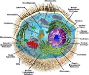 Eukaryote