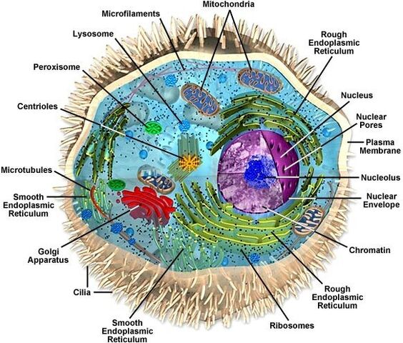 File:Eukaryote.jpg