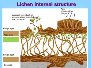 Lichen-Structure-02-goog.jpg