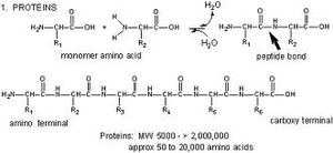 Proteins-01-goog.jpg