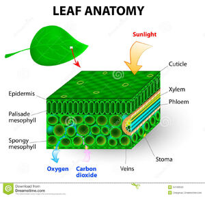 Chloroplast-04-goog.jpg