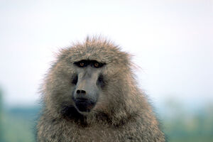 Olive baboon