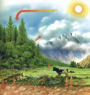 Ecology-01-goog.jpg