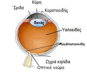 Eye-03-goog.jpg