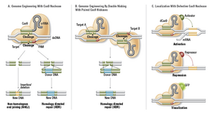 CRISPR-01-goog.png
