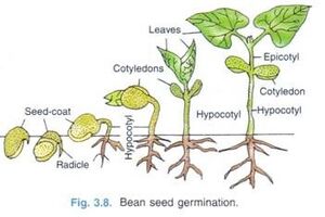Germination-04-goog.jpg