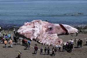 Fake-Squid-01-goog.jpg