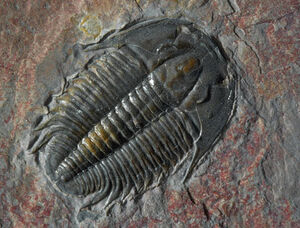 Fossils-Trilobite-goog.jpg